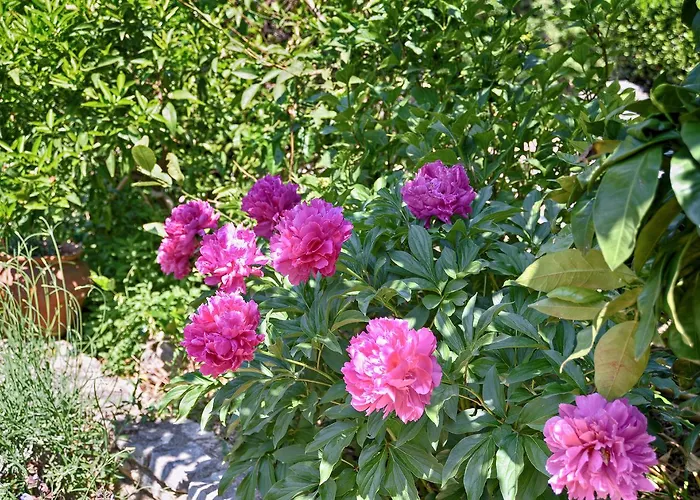 Vesna 1642 דירה *